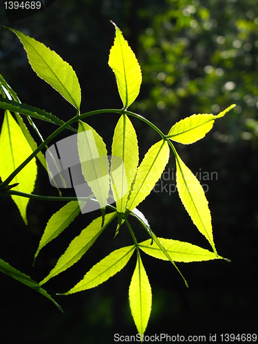 Image of green foliage glowing in sunlight