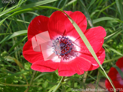 Image of Flower picture