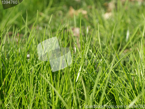 Image of Meadow