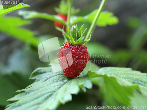 Image of Strawberries