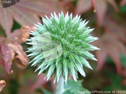 Image of Prickly customer