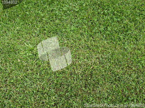 Image of Meadow