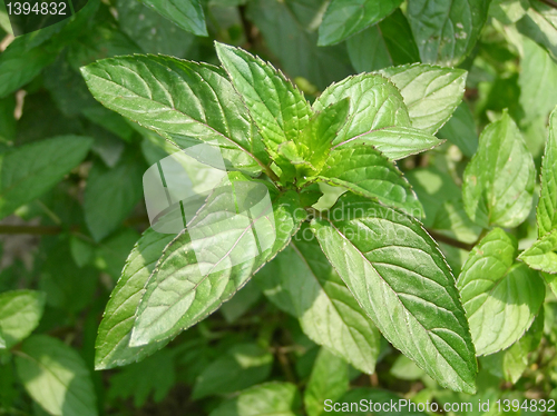 Image of Peppermint picture