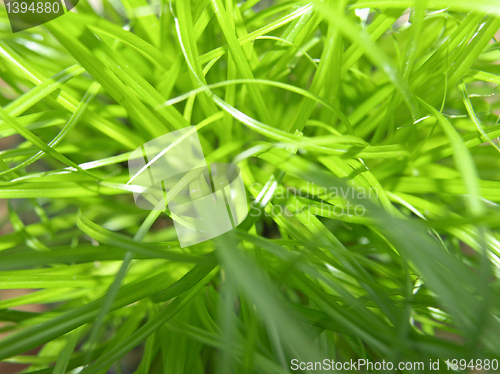 Image of Grass meadow weed