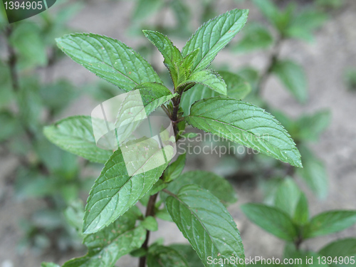 Image of Peppermint