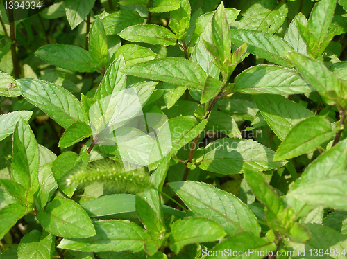 Image of Peppermint picture