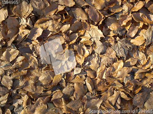 Image of Falling leaves