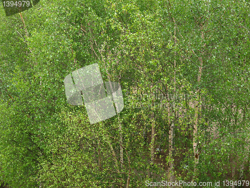 Image of Birch Tree