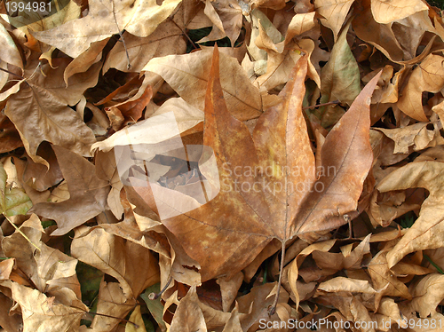 Image of Falling leaves