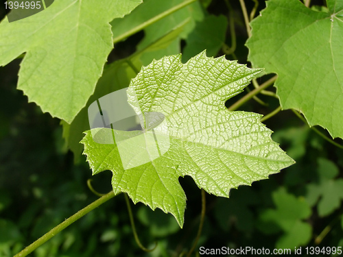 Image of Vine picture