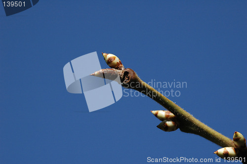 Image of Spring