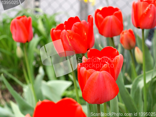 Image of Tulip picture