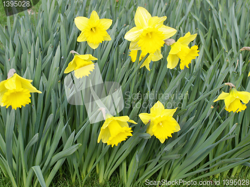 Image of Daffodils picture