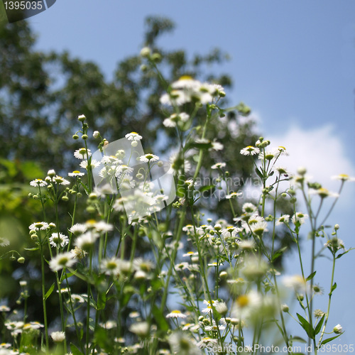 Image of Daisy picture