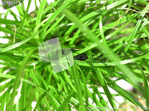 Image of Grass meadow weed