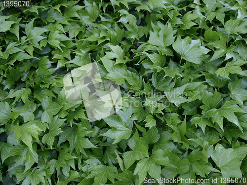 Image of Ivy picture