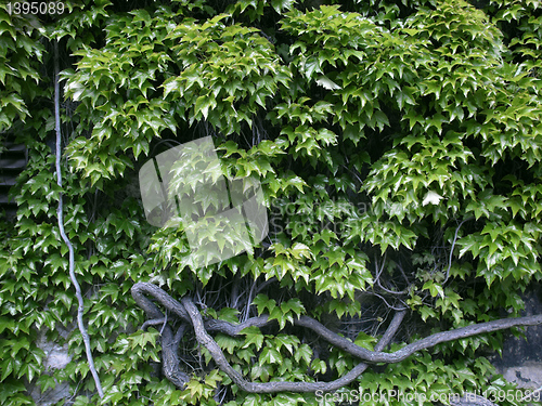 Image of Leaves background