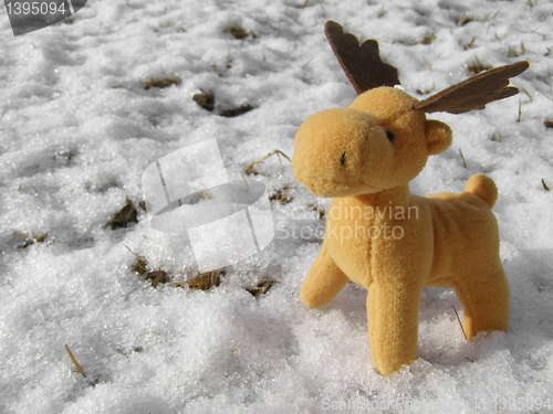 Image of Deer picture