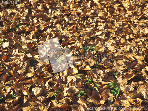 Image of Falling leaves