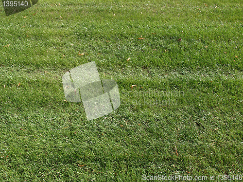 Image of Meadow picture