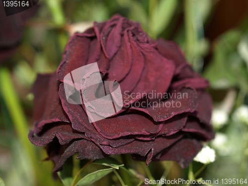 Image of Decaying rose