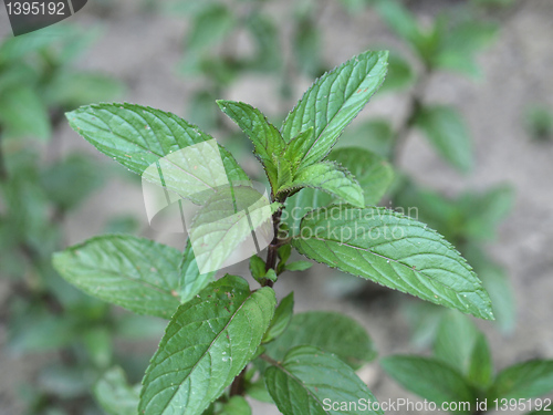 Image of Peppermint