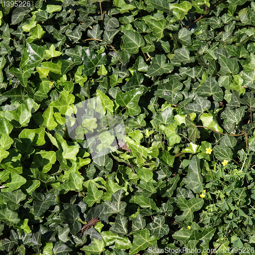 Image of Ivy picture