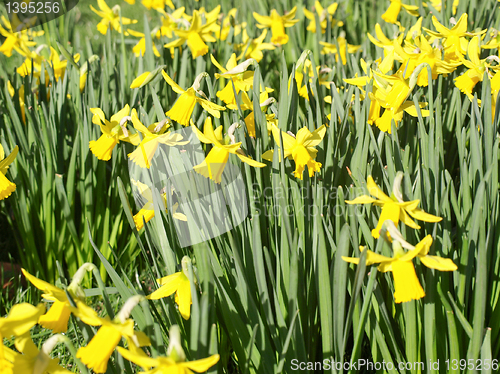 Image of Daffodils picture