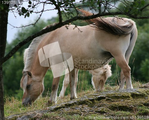 Image of Horses 31.07.2006
