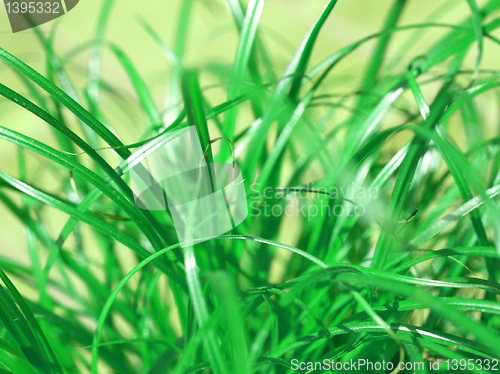 Image of Grass meadow weed