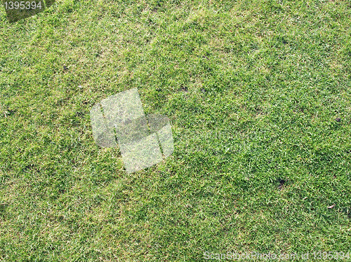 Image of Meadow picture