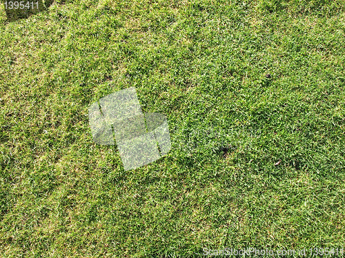 Image of Meadow picture