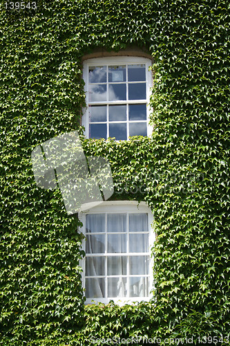 Image of Windows with green ivy