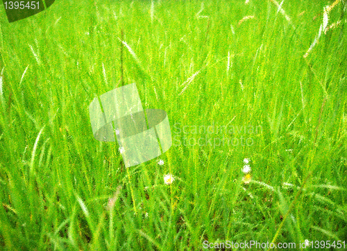 Image of Meadow picture