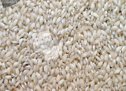 Image of Rice picture