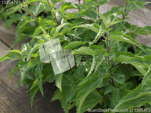 Image of Stinging nettle