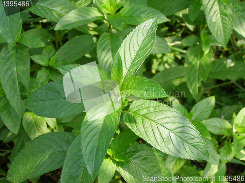Image of Peppermint picture