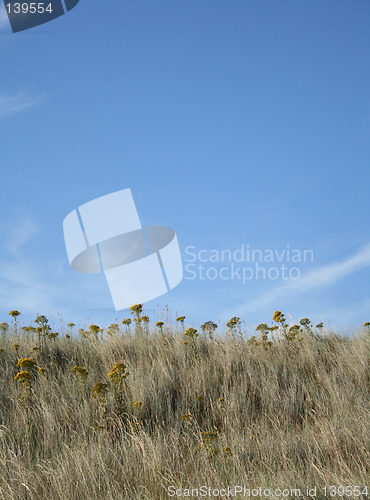 Image of Plants at Holy Island
