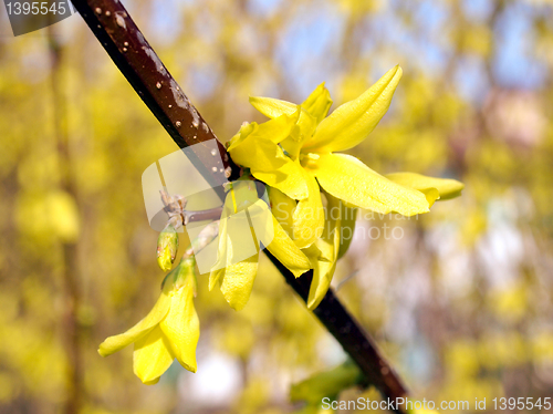 Image of Forsythia picture