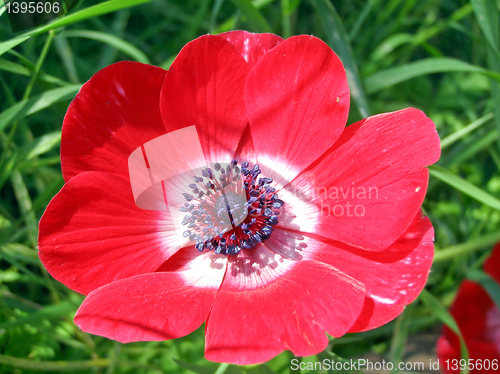 Image of Flower picture