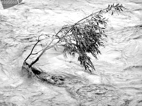 Image of Lonely tree resisting flood