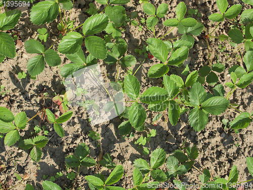 Image of Strawberries