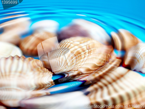 Image of Underwater shells