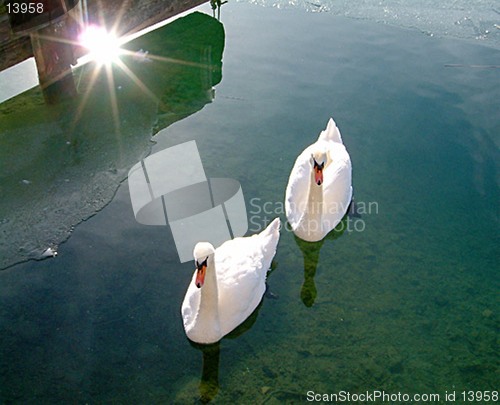 Image of Swan Lake