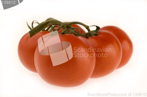 Image of tomato1