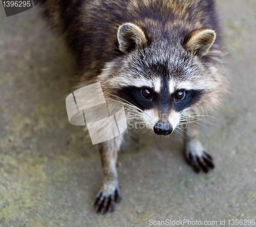 Image of Sad raccoon