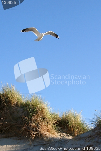 Image of Gull at a beach