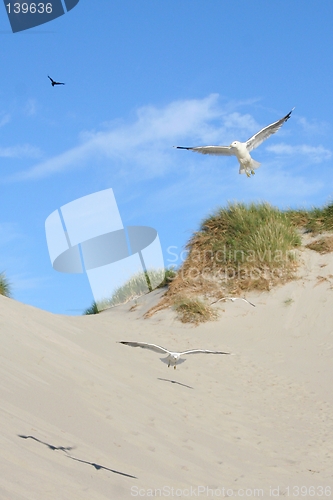 Image of Gulls at a beach