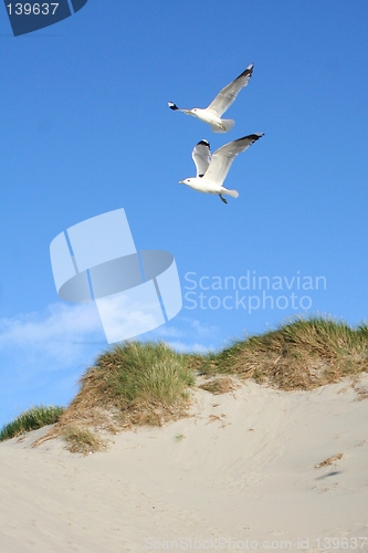 Image of Gulls at a beach