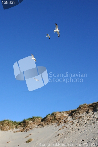 Image of Gulls at a beach